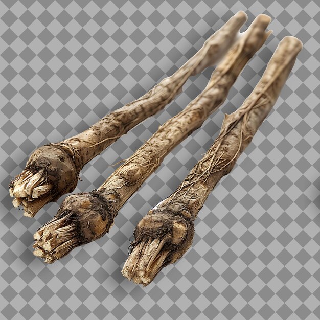 PSD dipsacus asper type of herb xu duan form of herb dried roots isolated object on clean background