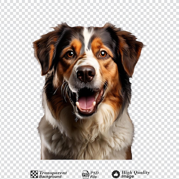 dog face isolated on transparent background