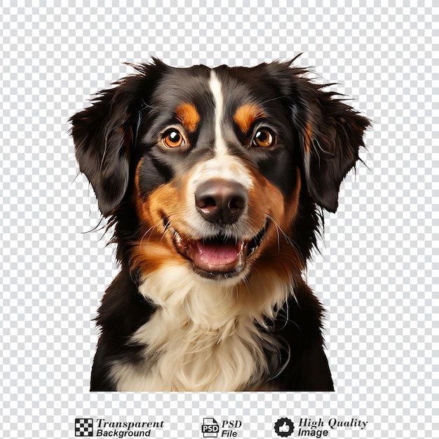 dog isolated on transparent background