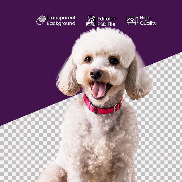 PSD a dog with a pink collar and a purple background with the words quot tram quot on it