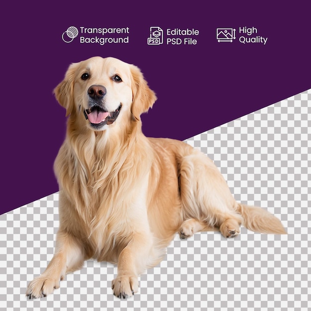 PSD a dog with a purple background and a purple background with a picture of a dog