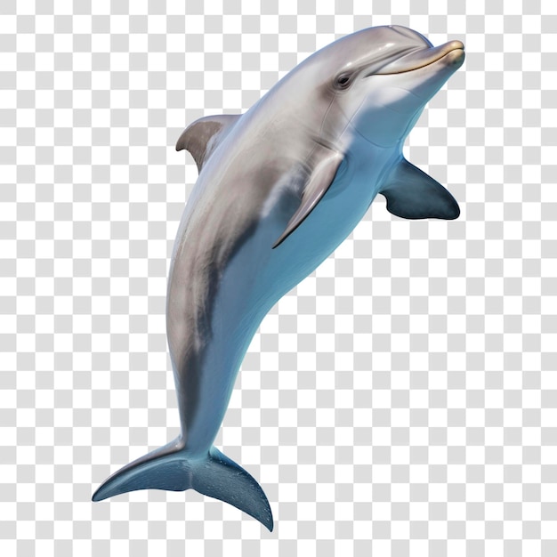 Dolphin animal mammal fish