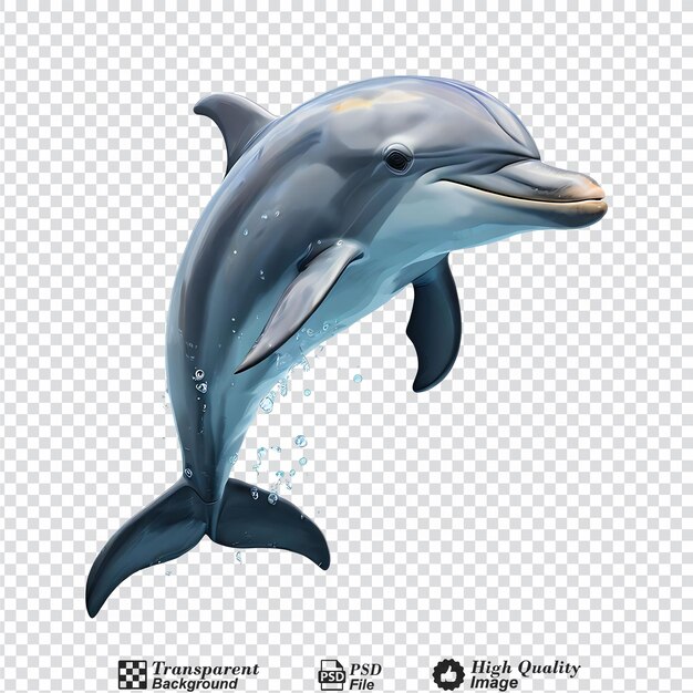 dolphin isolated on transparent background