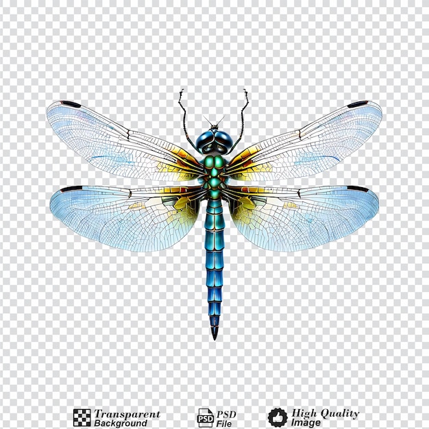 dragonfly isolated on transparent background