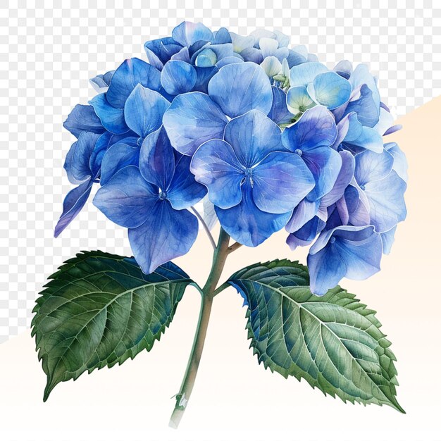 PSD a drawing of a blue hydrangea with the leaves and the blue flower