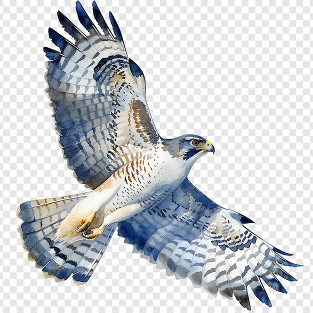 a drawing of a hawk with the word eagle on it