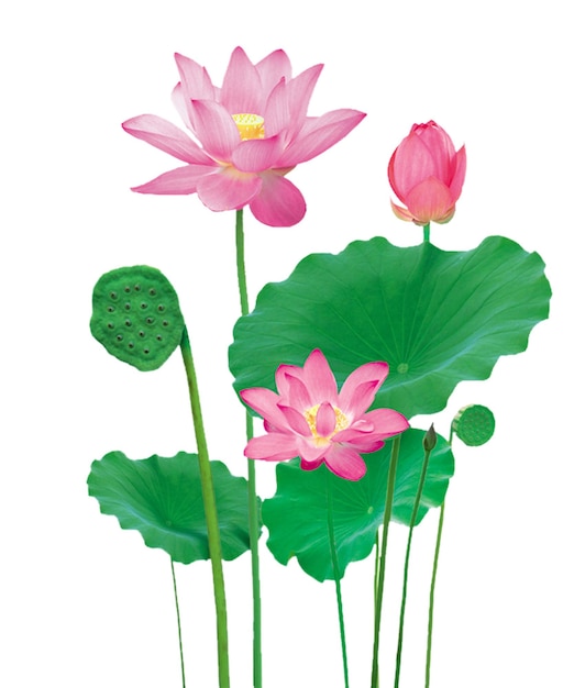 PSD a drawing of lotus flowers with the word lotus on the bottom