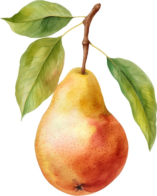 A drawing of a pear with a leaf