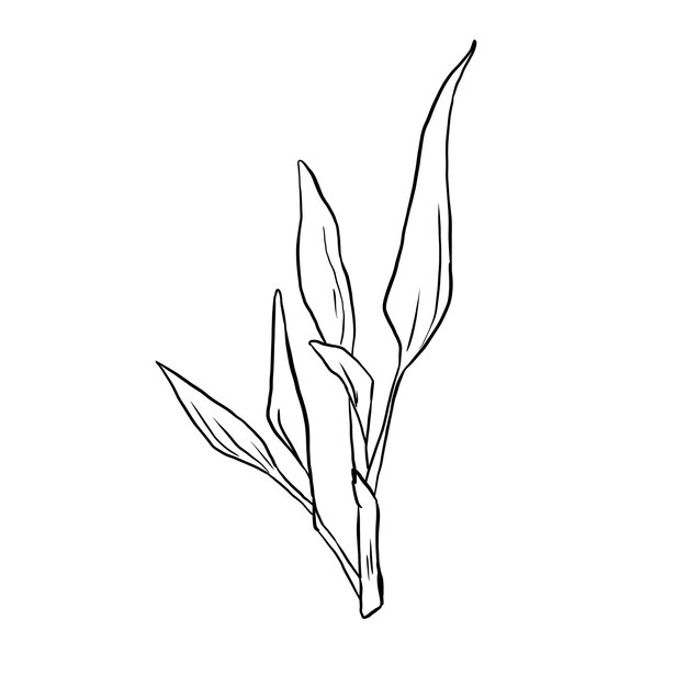 PSD a drawing of a plant that has a leaf that says  sprigs