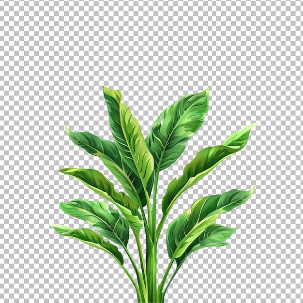 a drawing of a plant with a green leaf on white transparent background png