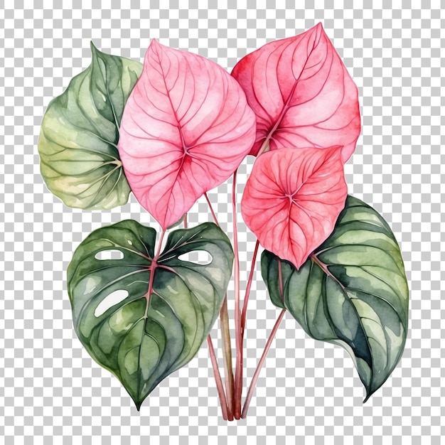 PSD a drawing of a plant with pink leaves and pink hibiscus