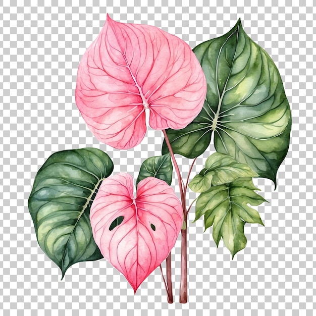 a drawing of a plant with pink leaves and pink hibiscus