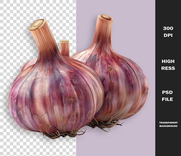 a drawing of a purple onion with a black background