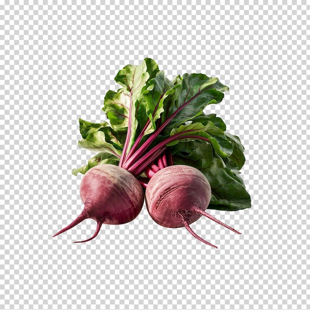 a drawing of a radish with a picture of a beet