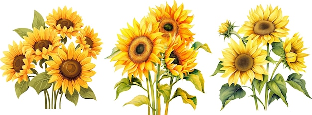 a drawing of sunflowers