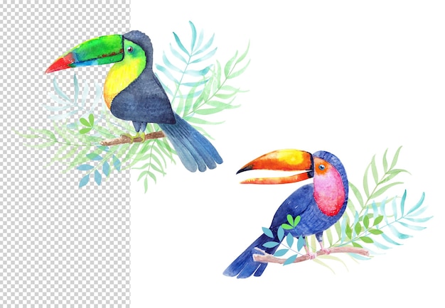 PSD a drawing of toucans cute watercolor birds in tropical leaves on a white paper