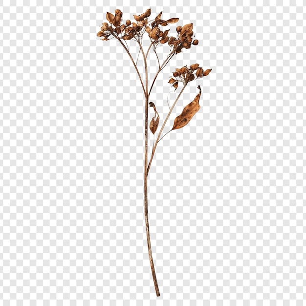 PSD dried plant stem with brown seeds