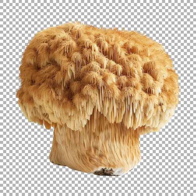 PSD dried willow bracket mushroom on transparent background ai generated