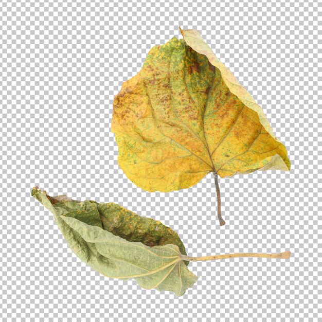 Dry autumn wild leaf isolated rendering