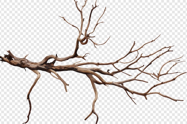 dry branch isolated on transparent background