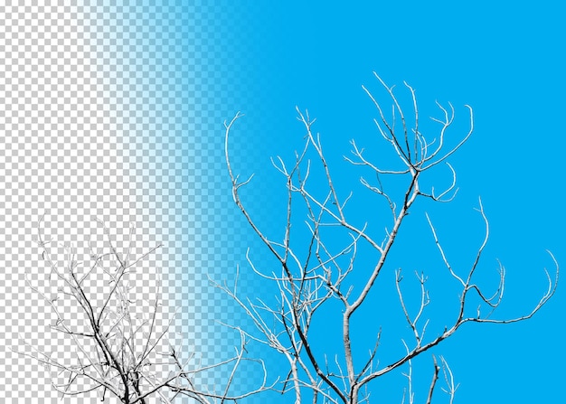 Dry branches isolated on transparent background.