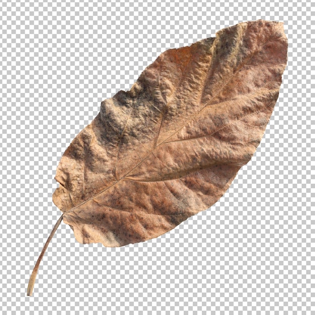 Dry brown ficus hispida leaf isolated rendering