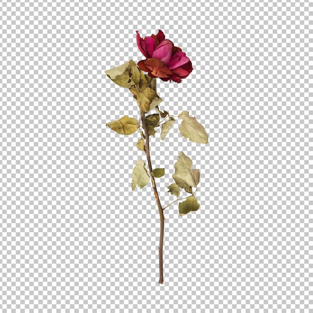 Dry dead rose flower stem isolated rendering