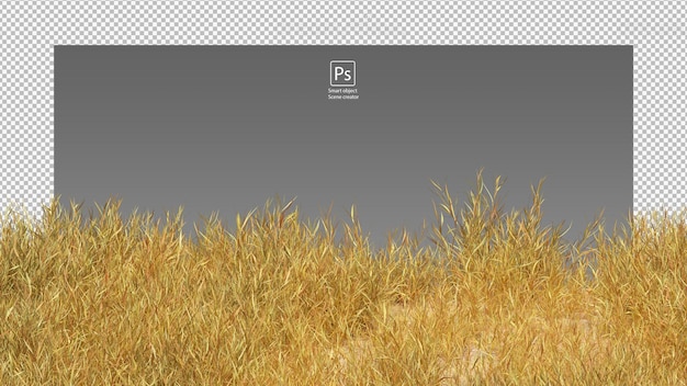 dry grass field isolated dry grass clipping path yellow grass