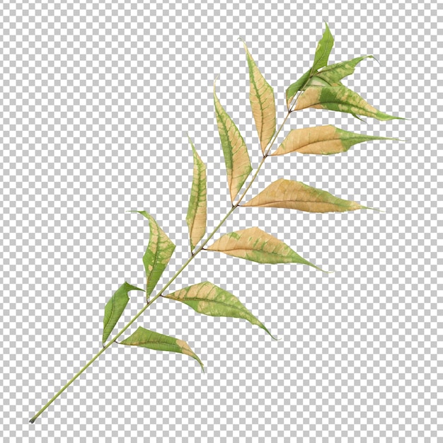 Dry neem leaves isolated rendering