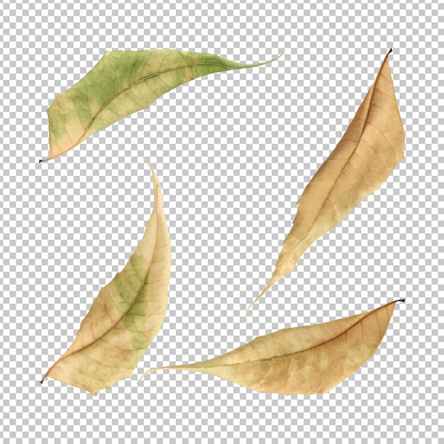 Dry neem leaves isolated rendering