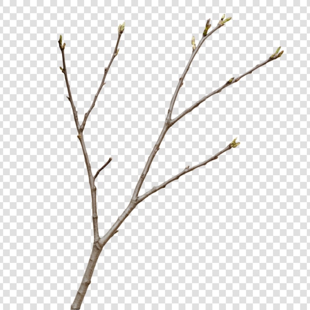 PSD dry tree branch on a transparent background