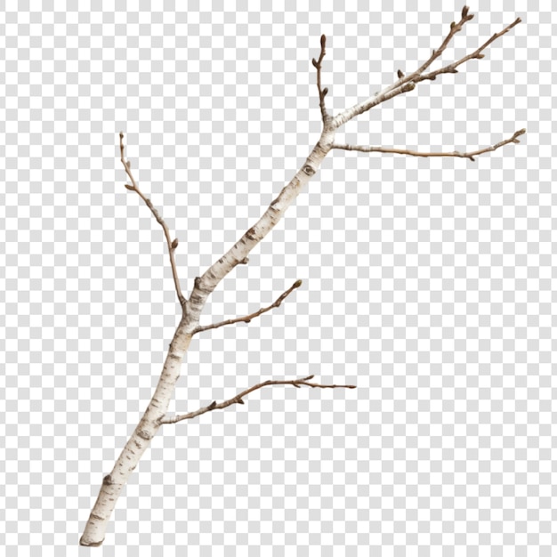 PSD dry tree branch on a transparent background