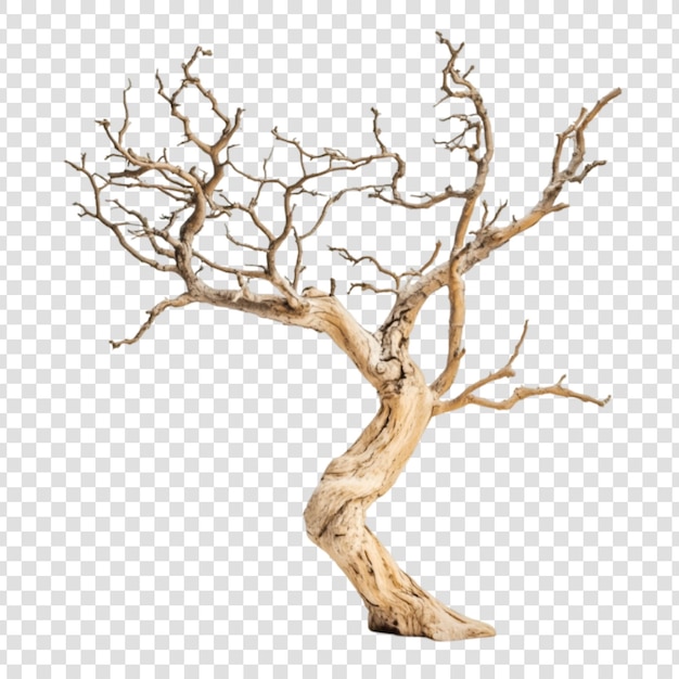 PSD a dry tree isolated on a transparent background