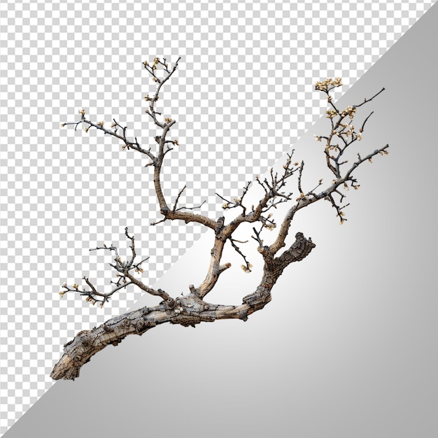 PSD dry twisted jungle branch with dead blossoms png