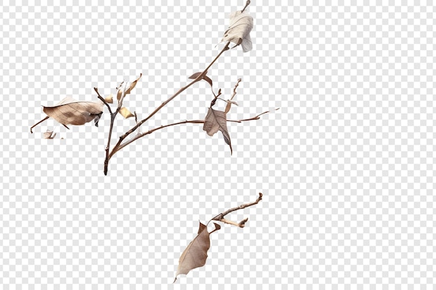 PSD dry winter branch and leaves isolated on transparent background