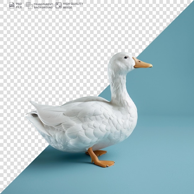 Duck alone on a transparent background