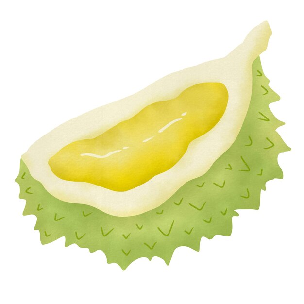 PSD durian fruit illustration