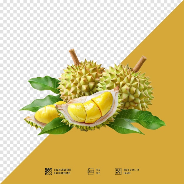 Durian fruit images without HD quality background