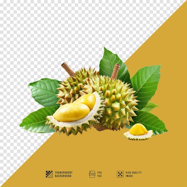 Durian fruit images without HD quality background