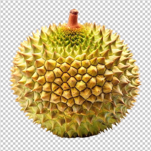 durian on white background