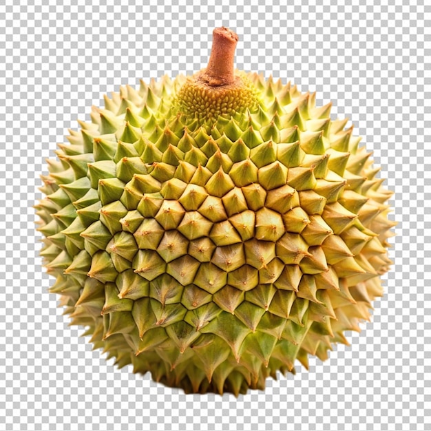 durian on white background