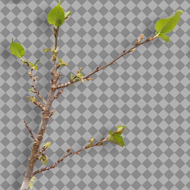 PSD dwarf birch branch short and twisted with papery bark small isolated tree branch on clean bg