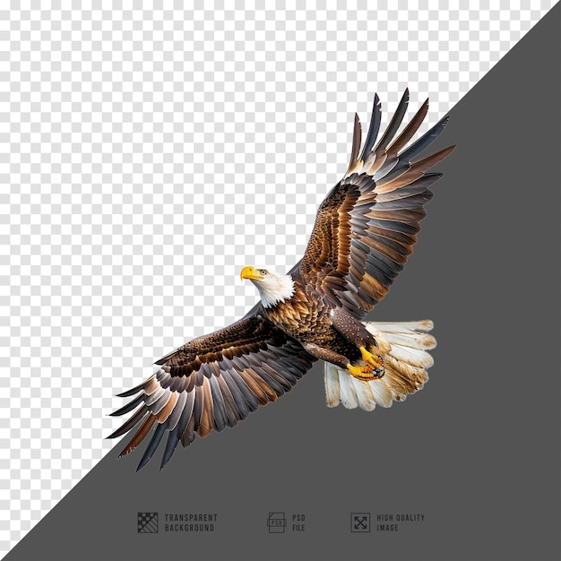 Eagle photos without HD quality background