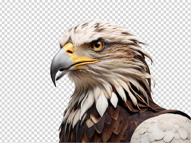 Eagle png