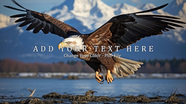 eagle soaring above the water