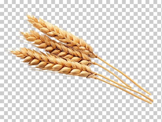 An ear of wheat isolated on transparent background png psd