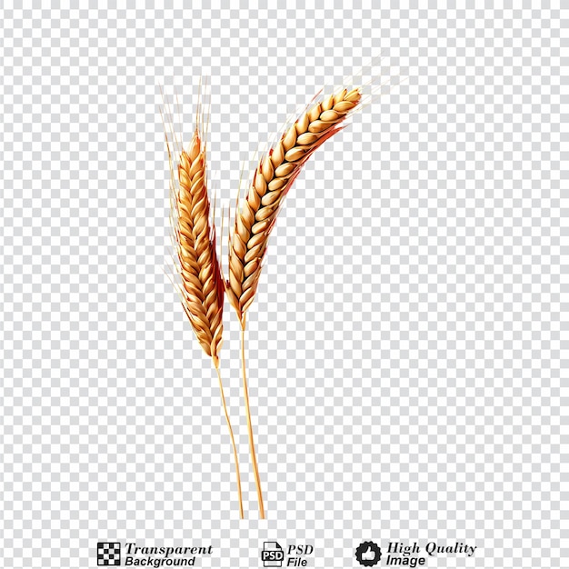 ear of wheat isolated on transparent background