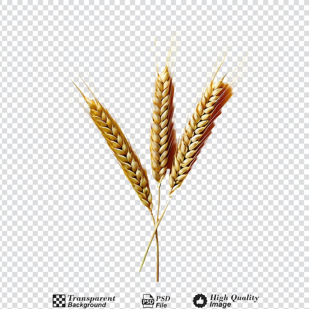 ear of wheat isolated on transparent background