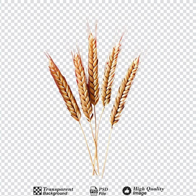 ear of wheat spikelet isolated on transparent background