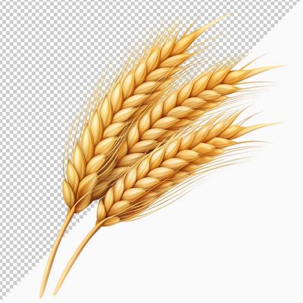 PSD ear of wheat